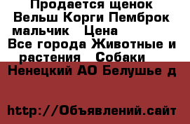 Продается щенок Вельш Корги Пемброк мальчик › Цена ­ 65 000 - Все города Животные и растения » Собаки   . Ненецкий АО,Белушье д.